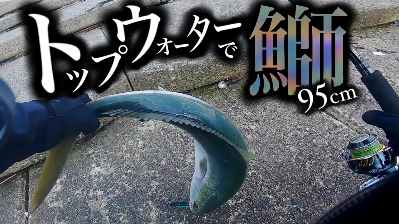【ショア青物釣り】陸からトップで95cmのブリ。