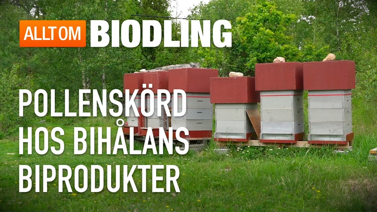Pollenskörd hos Bihålans Biprodukter - Bipollen - Biodling