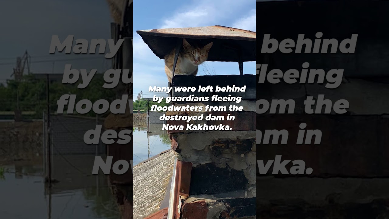 Rescuers Risk Lives to Save Animals Trapped in the Ukrainian Flood Zone #shorts