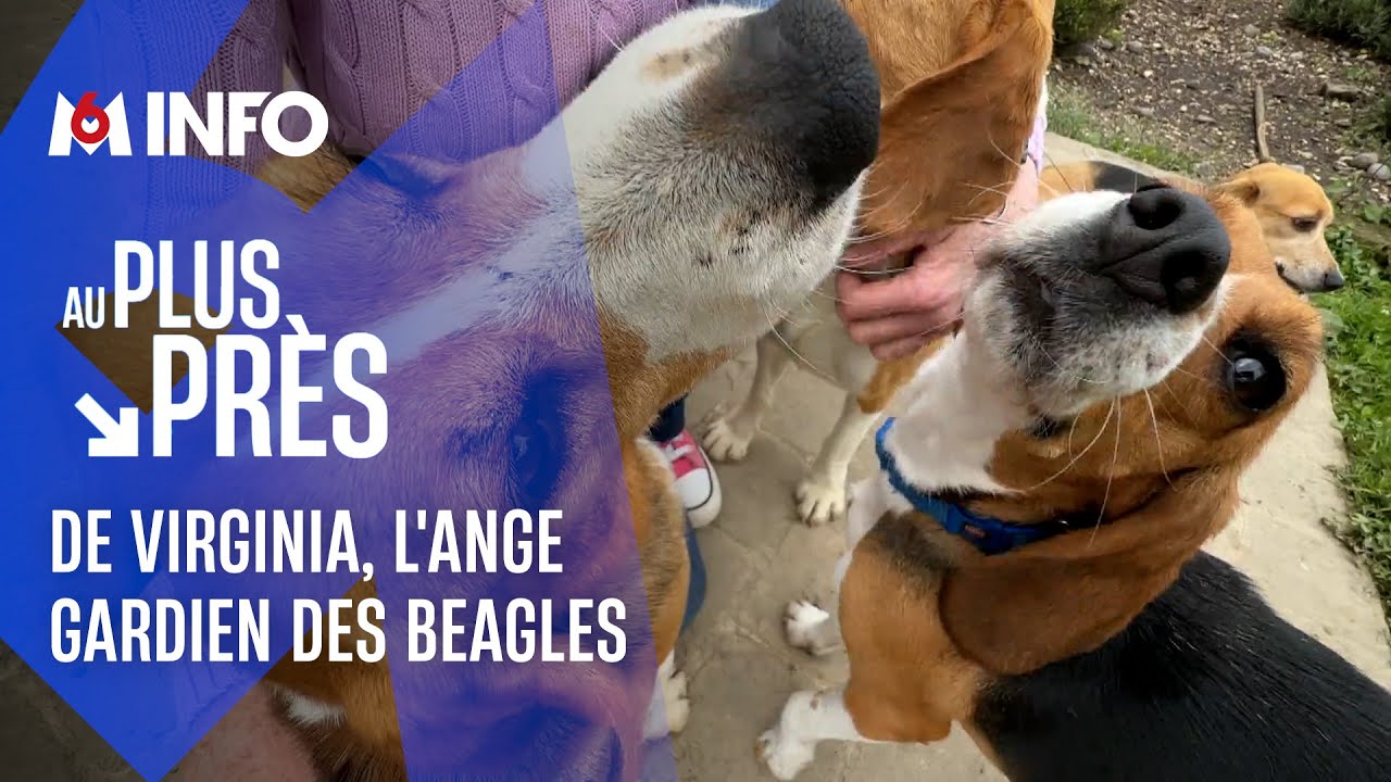Virginia Mouseler sauve des beagles de laboratoire