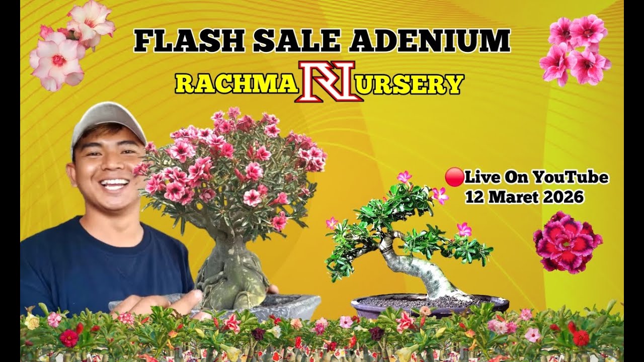 🔴 Live Flash Sale Adenium Bunga Tumpuk Dan Karakter (12 Maret 2026)
#rachmannursery #adenium