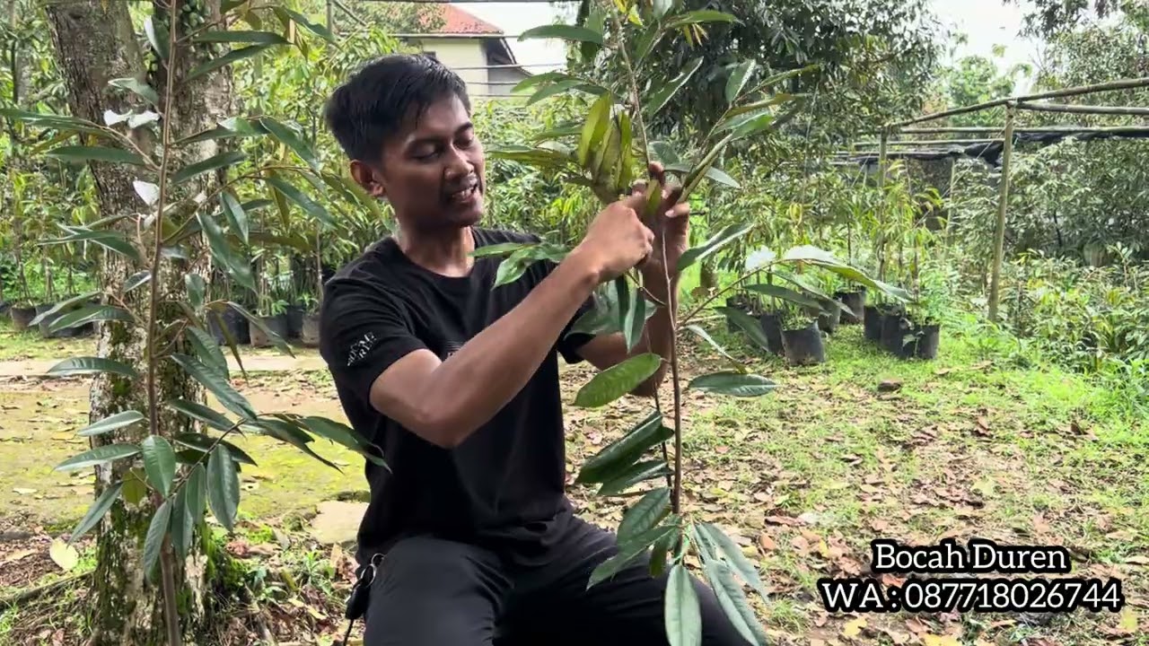Cara Membuat Cabang Pohon Durian Ke 4 Arah Mata Angin Atau Muter | Bocah Duren