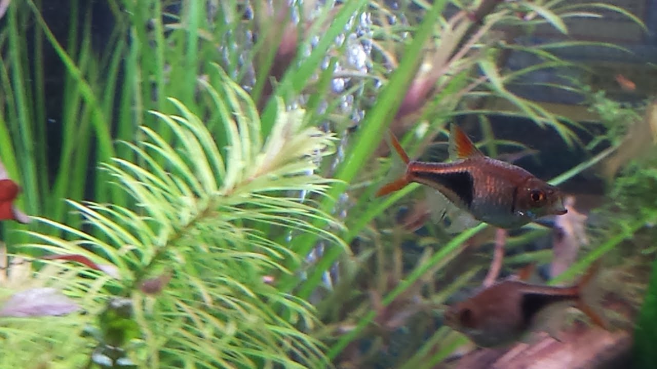 HELP! Sick Harlequin rasbora. Mouth stuck open.
