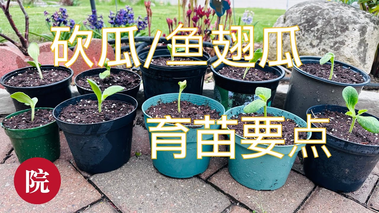 【彬彬有院】种 •1080 如何给砍瓜和鱼翅瓜育苗以及要点，如何催芽，光照不够瓜苗徒长，如何帮助小苗安全过度/一点经验，供大家参考