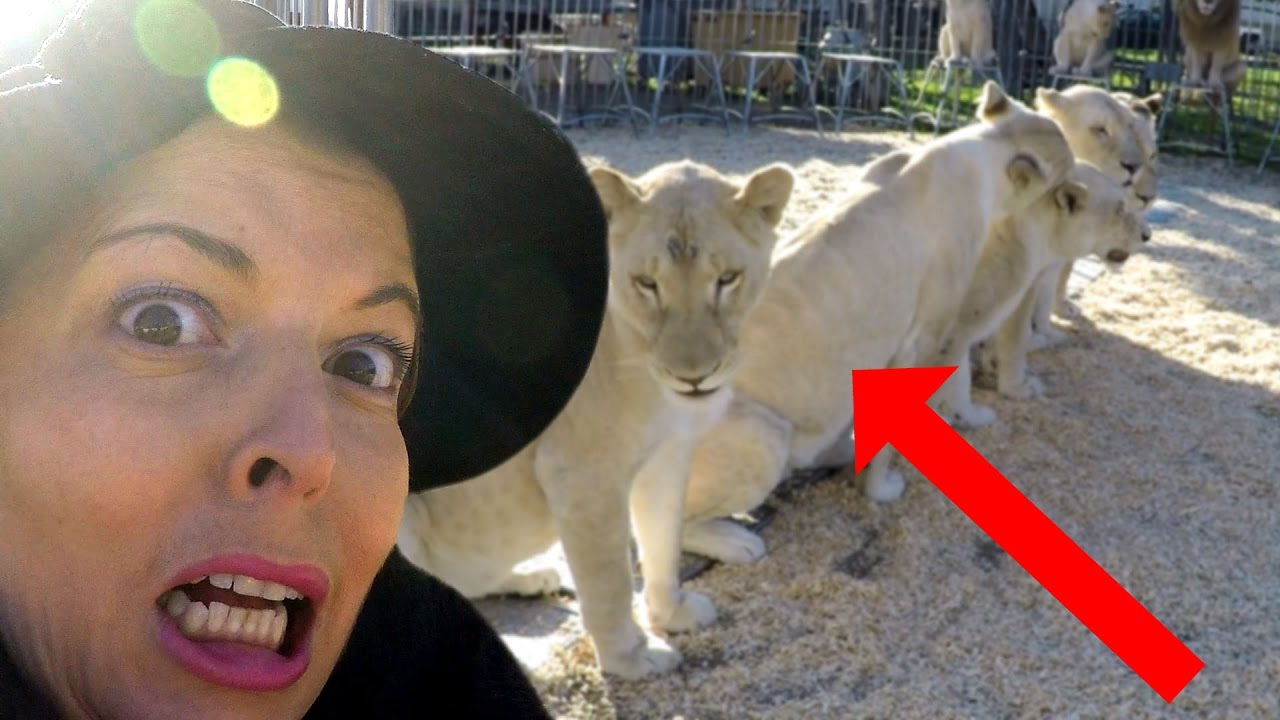 VLOG - DANS la CAGE aux  LIONS BLANCS du CIRQUE PINDER ! - On a évité l'accident