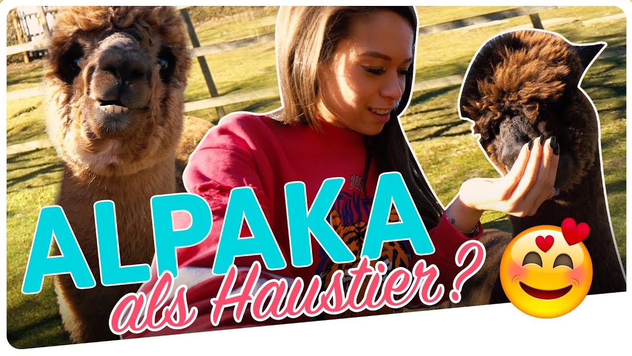 WOW! 20 Alpakas als Haustiere? Alpaka Wanderung & Mehr I Alpaka Doku