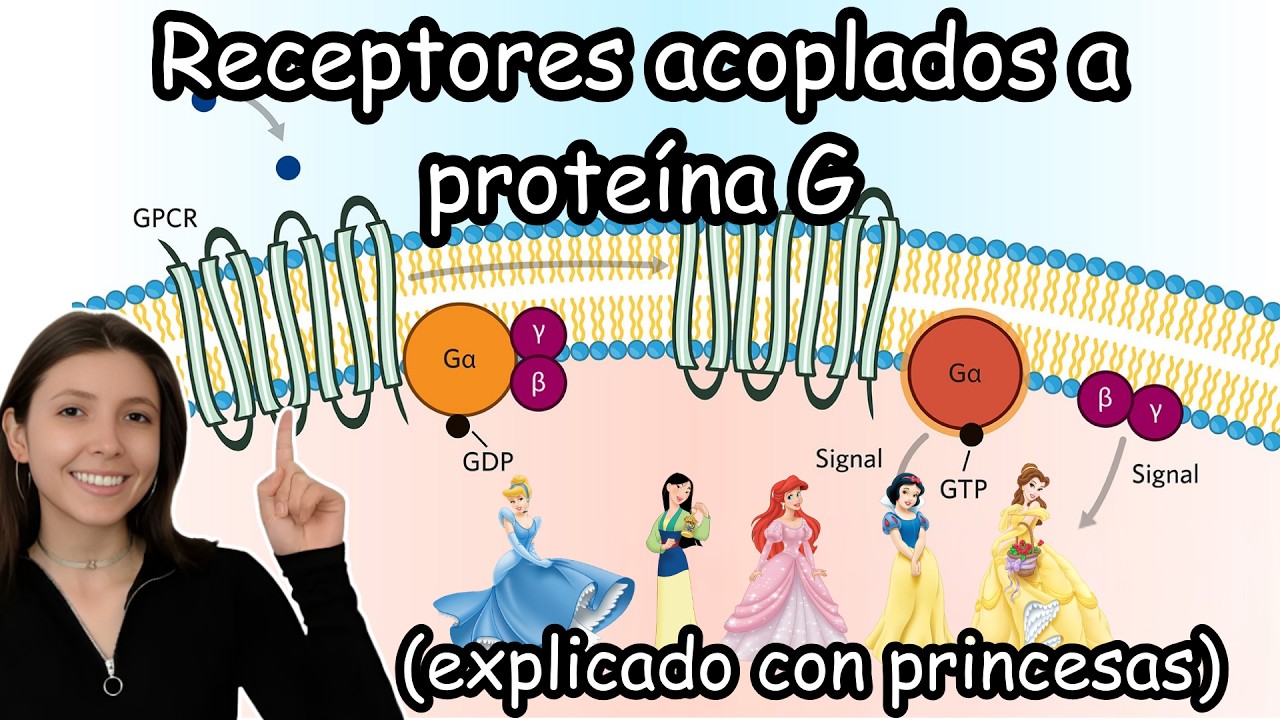Receptores Acoplados a Proteína G | Receptores del gusto (GPCR) explicados | Explicación básica