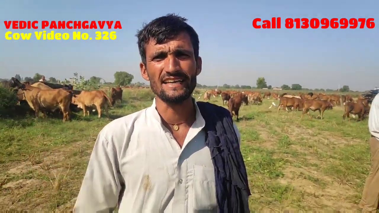 (326) इस गौभक्त ने तेयार की सबसे अच्छी साहीवाल नस्ल की गाय # यह मिलेगी सस्ती गाय
