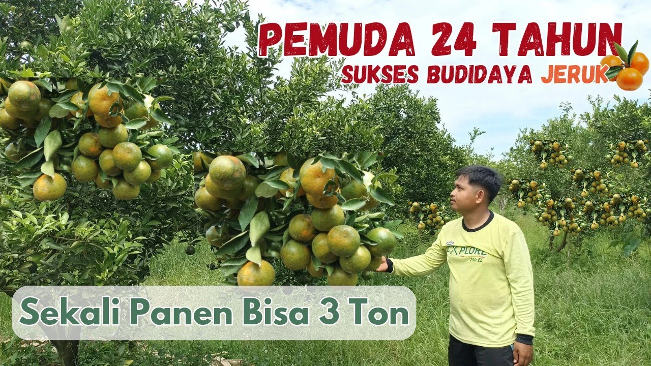 Perjalanan Sukses Pemuda Sambas, Bertani Jeruk Selama 8 Tahun