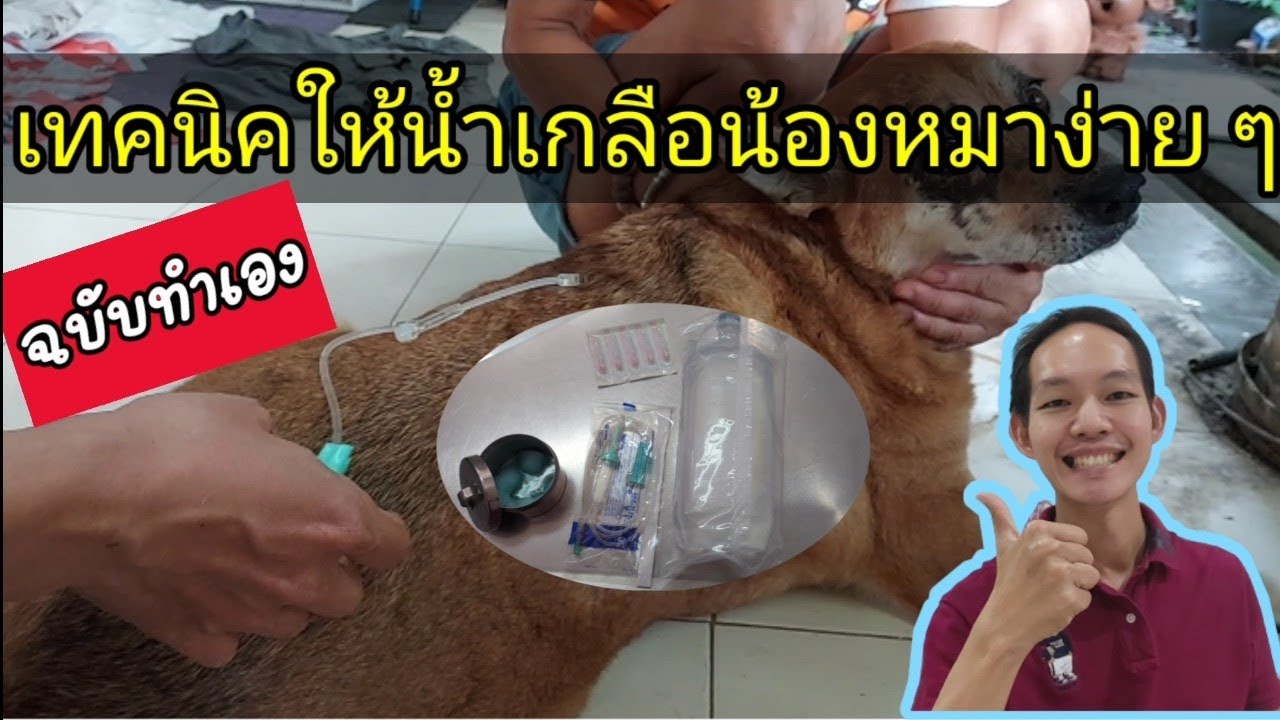 เทคนิคให้น้ำเกลือน้องหมาได้เองที่บ้าน@หมอดี๊ด๊า