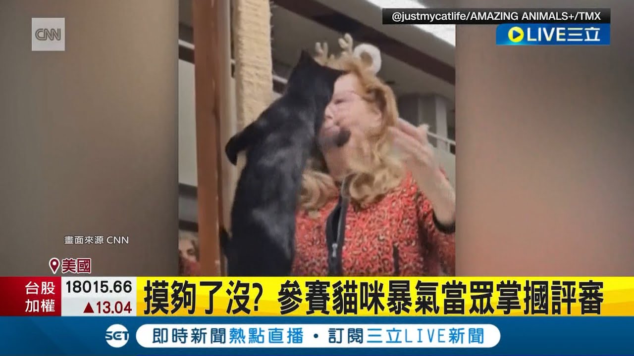 飼主帶愛貓參展 不爽評審一直摸 參賽黑貓突暴走失控