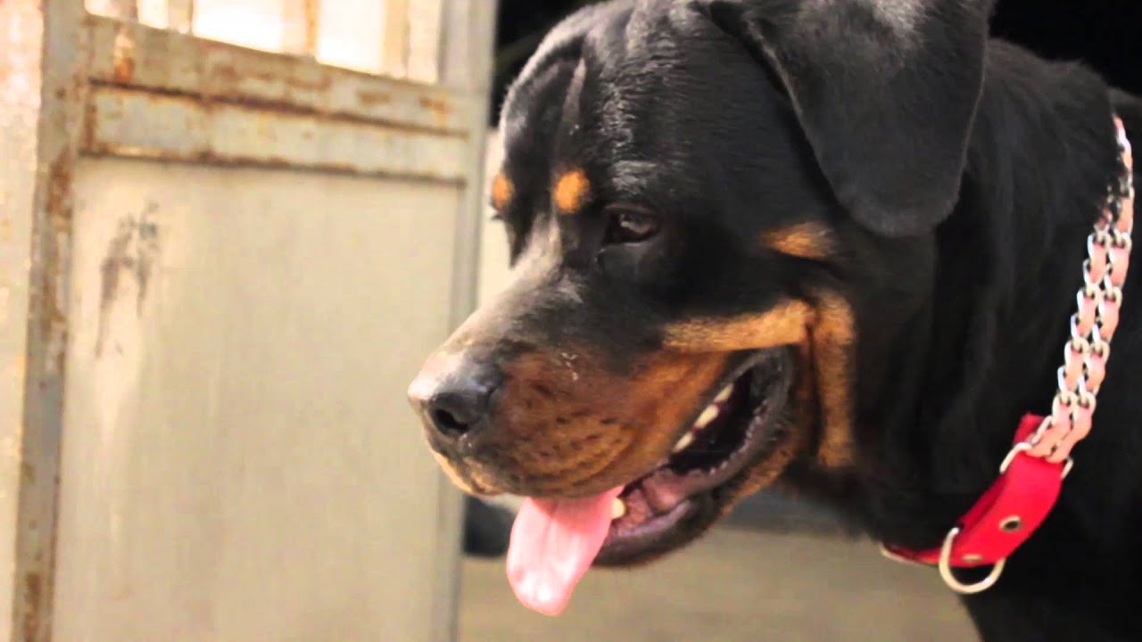 New born Rottweiler puppies and Mother Rottweiler protecting her puppies from Father Rottweiler...