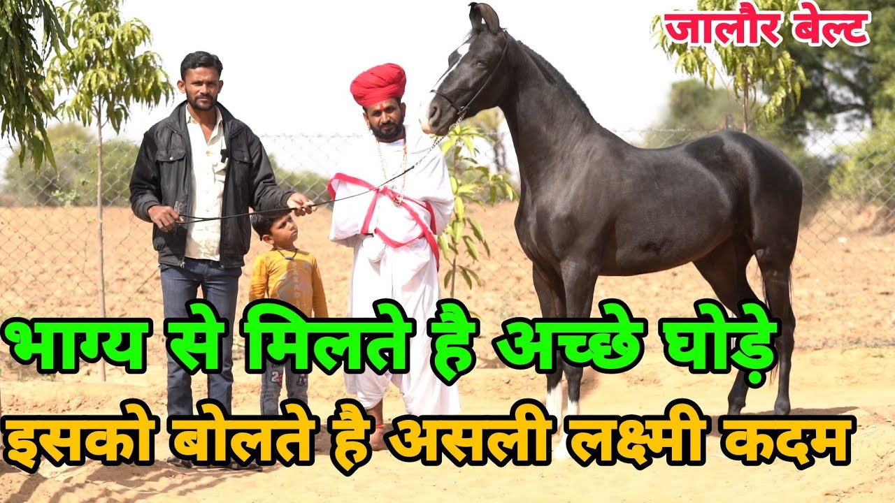 रुस्तम वाले घोड़े की लक्ष्मी कदम बच्ची पायल || दाँतवाड़ा मठ जालौर