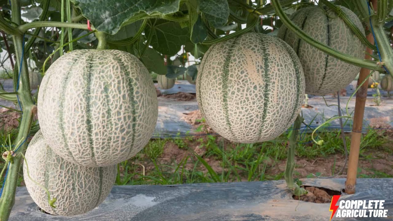 Japanese Melon Agriculture Technology - Harvesting of Japanese Melon Factory Processing Melon #melon