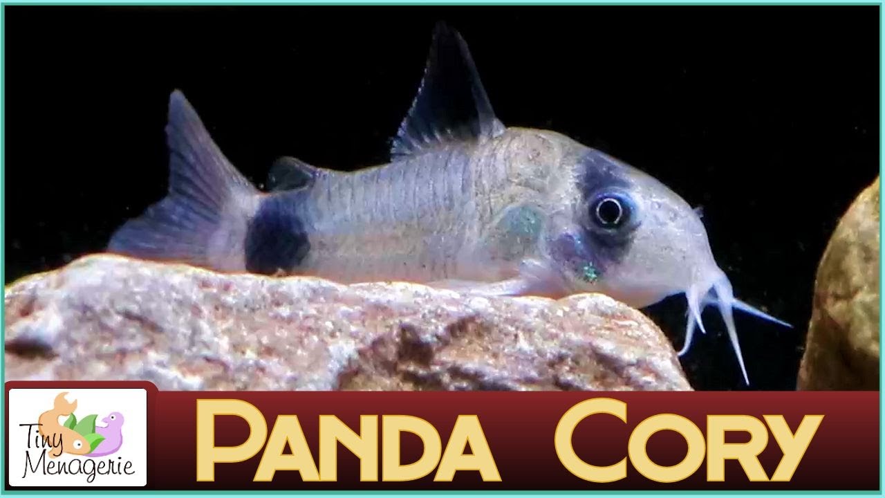 All About Panda Corydoras - Small, Gentle and Seriously Cute Catfish