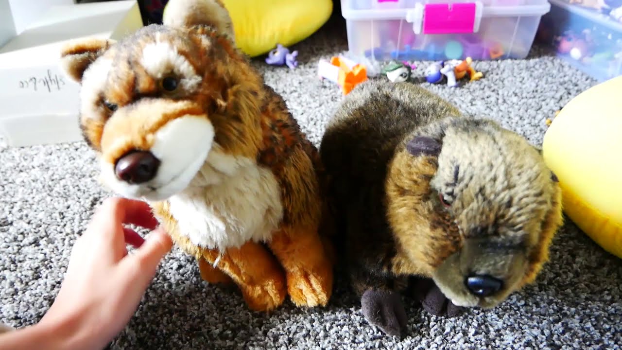 webkinz signature red wolf and beaver unboxing :D