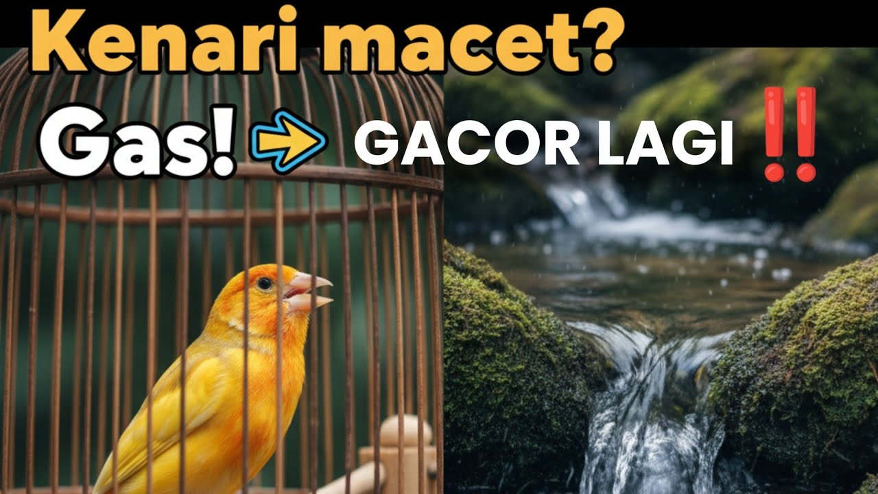 Suara Gemericik Air 💦 Terapi Burung KENARI Macet Bunyi, STRES | Tambah Gacor‼️
