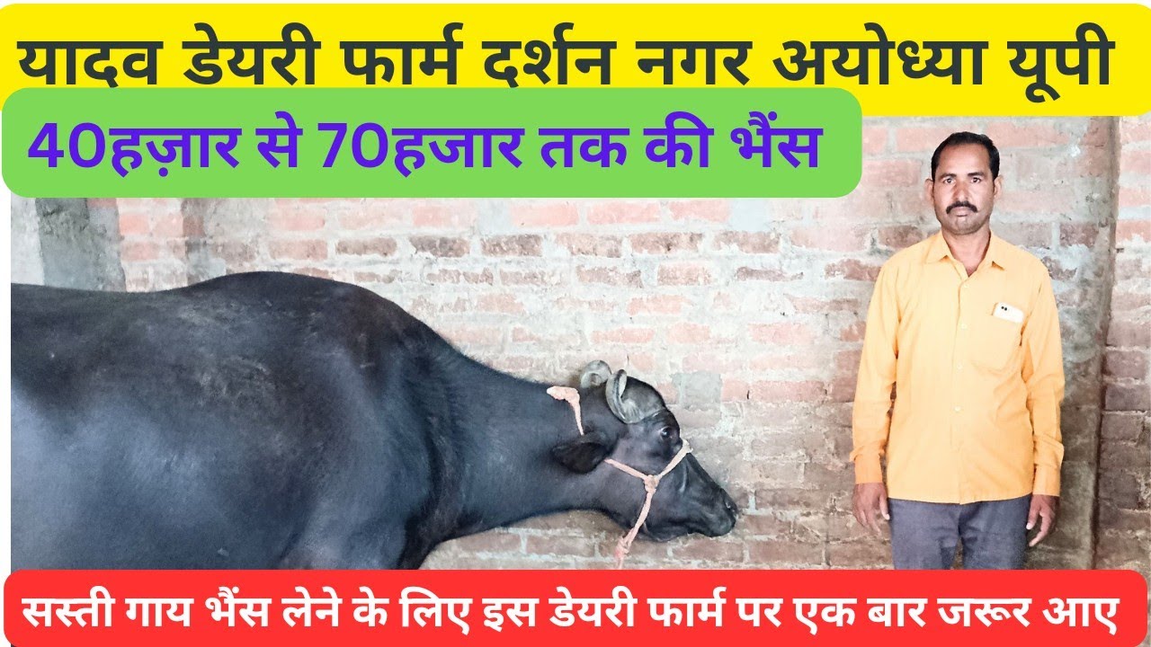 yadav dairy farm Darshan nagar, ayodhya. इस डेयरी फार्म पर सबसे सस्ती भैंस मिलती हैं