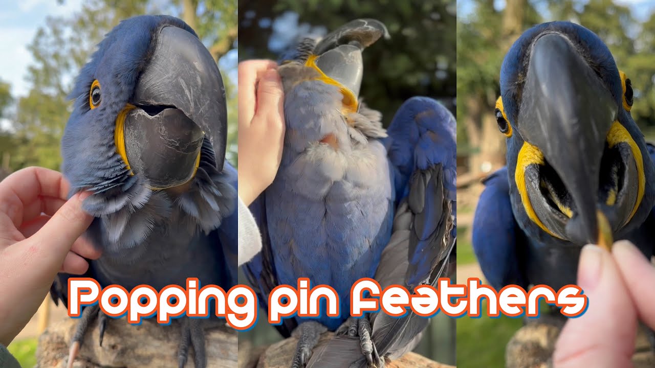 Helping hyacinth Macaws with their pin feathers (EXTREMELY SATISFYING)