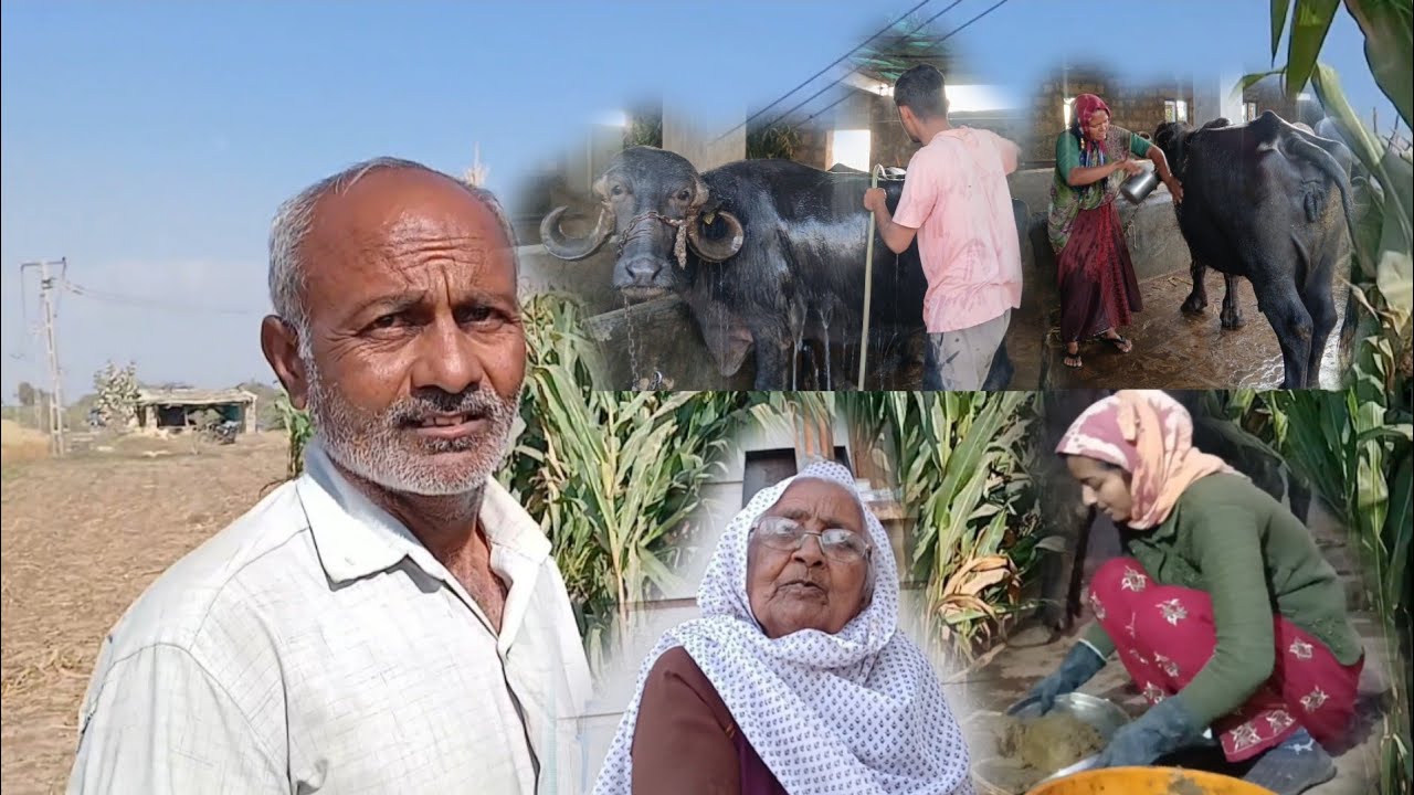 તબેલાની સાફ સફાઇ...