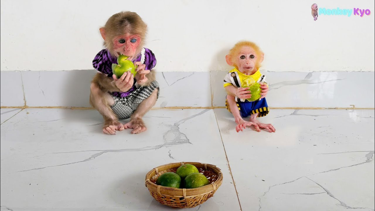 Kyo & BuNa sneakily tried Dad’s lemon  — Their reaction was hilarious! 🤣