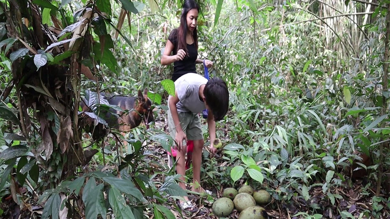 Nemu Mangga Hutan Berserakan dan Bikin Rujak