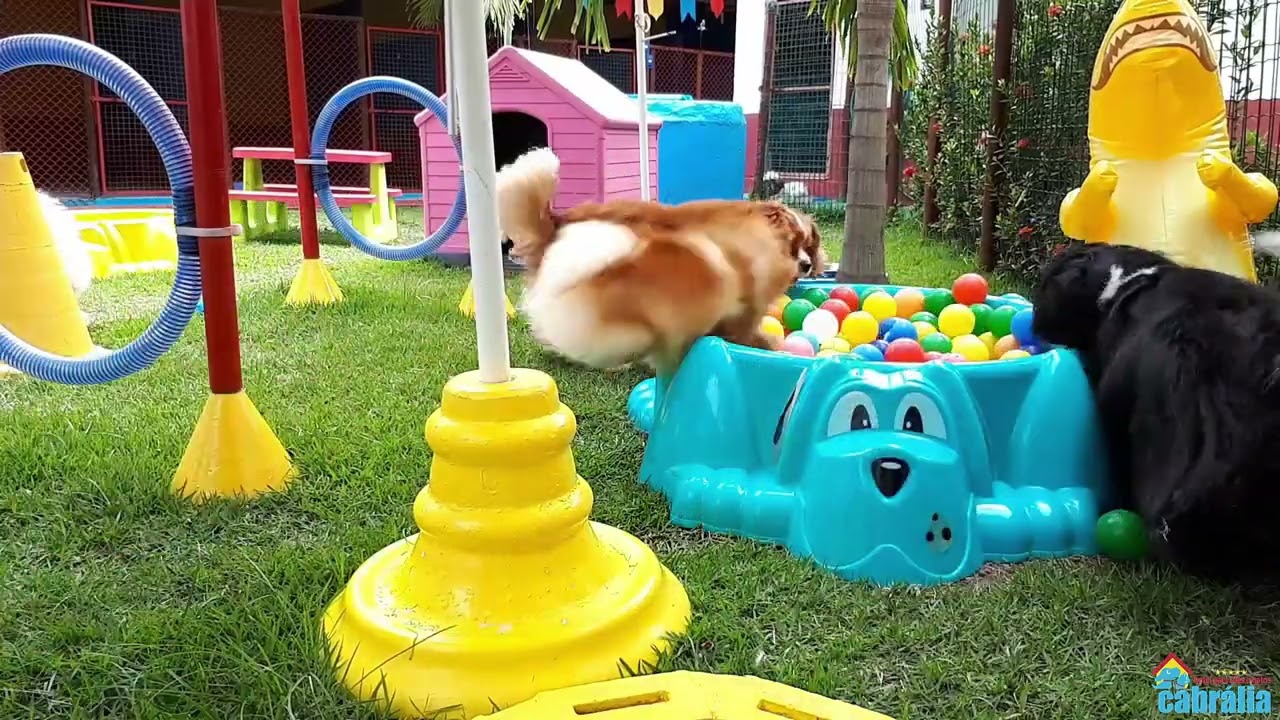 OS C&Atilde;ES ADORAM BRINCAR NAS BANHEIRAS DE BOLINHA AQUI JO HOTEL