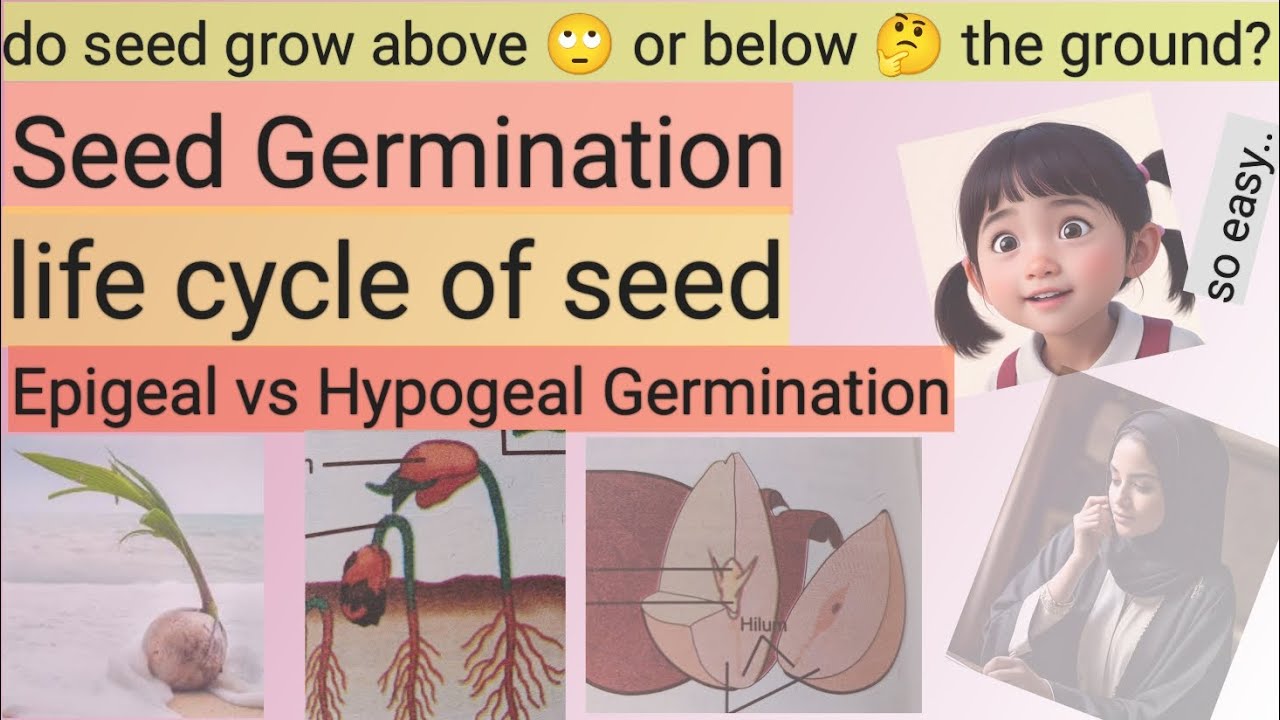 life cycle of seed | seed germination | how seed grows | seed growth in flowering plants | online