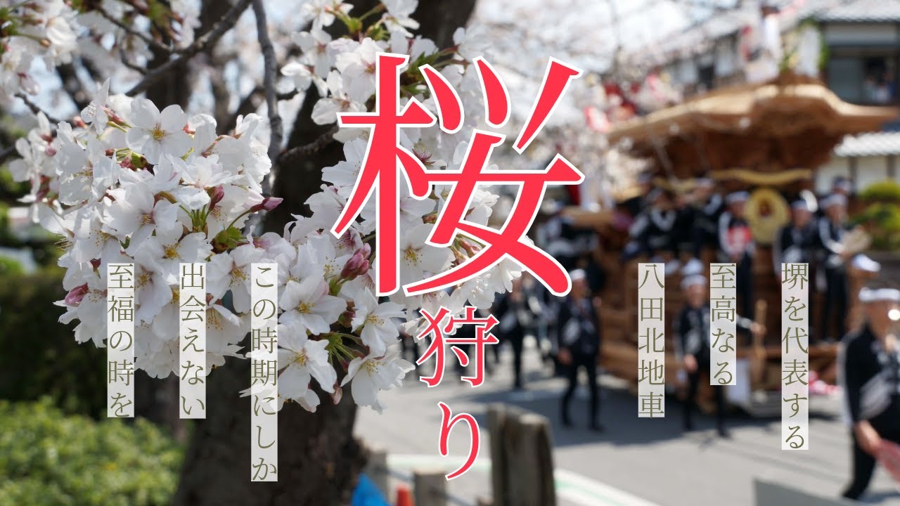 【桜フェス】2025八田北町「地車新調20周年記念」｜堺市八田荘地区八田北町×奏｜