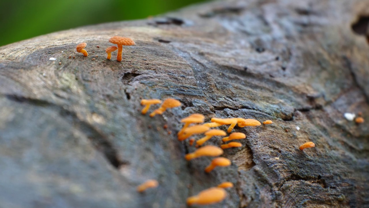 Favolaschia calocera, Australian Mushroom - 4k GH5