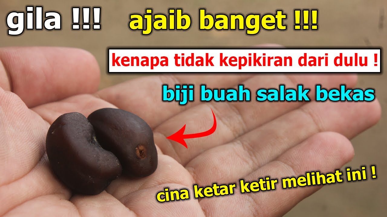 SETELAH NONTON INI SEMUA ORANG LANGSUNG CARI BIJI SALAK BEKAS