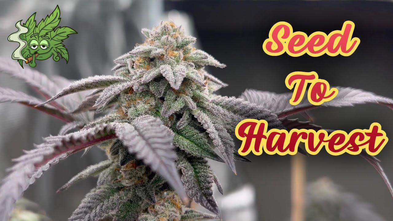 HOW I GROW ORGANIC TOP SHELF WEED (Full Harvest)