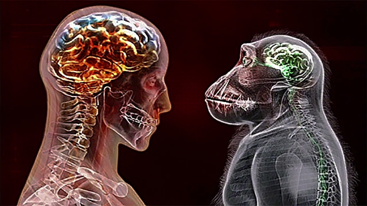 Plague inc simian flu ost slowed music