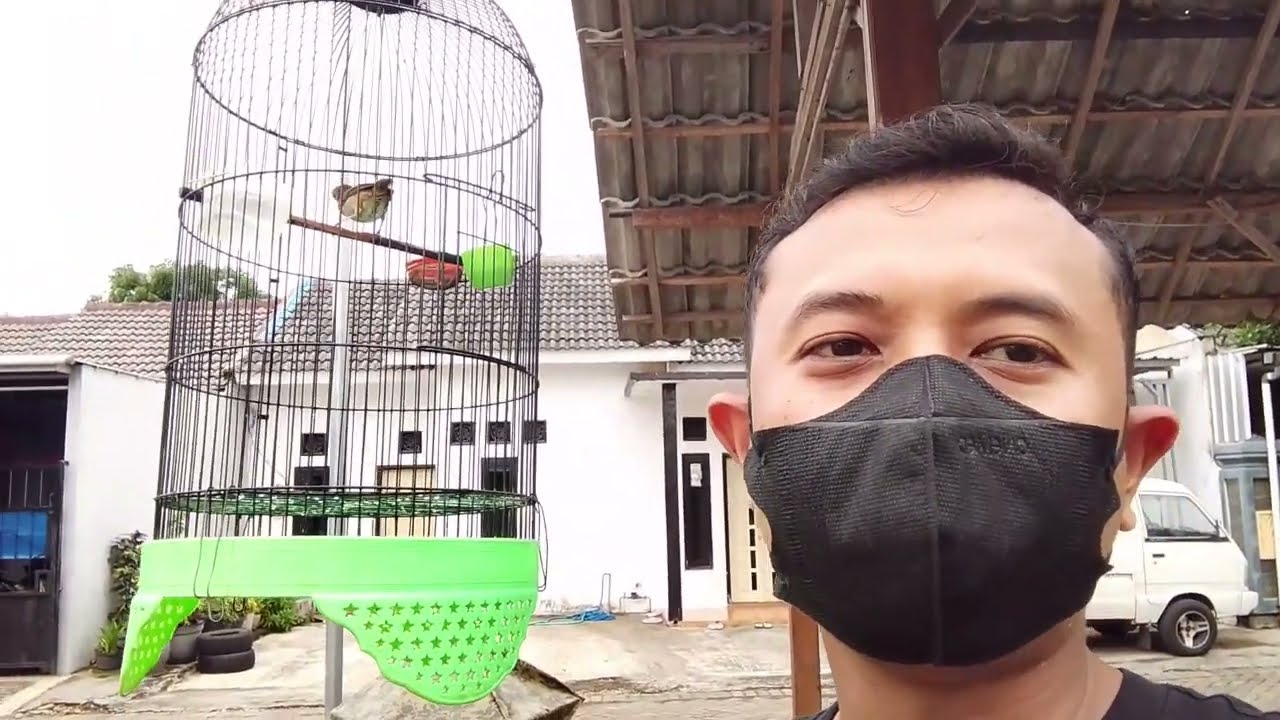 INGAT !! TIPS merawat burung pelanduk semak || TIDAK PERLU RIBET #bird #kicaumania 