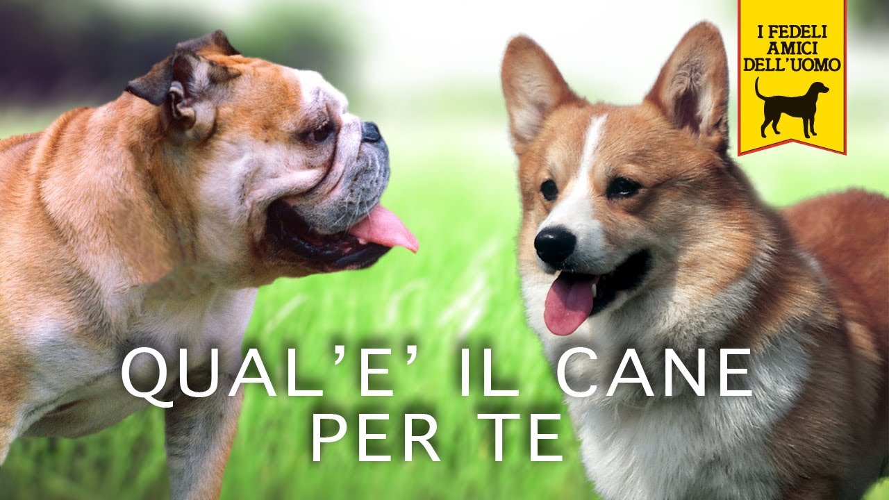 QUALE E' IL CANE PER TE trailer documentario