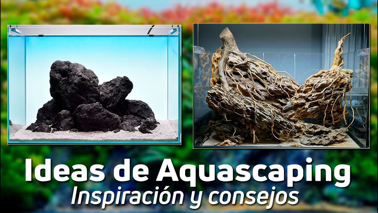 9 Formas de Transformar tu Acuario con Rocas | Ideas para tu Acuario |