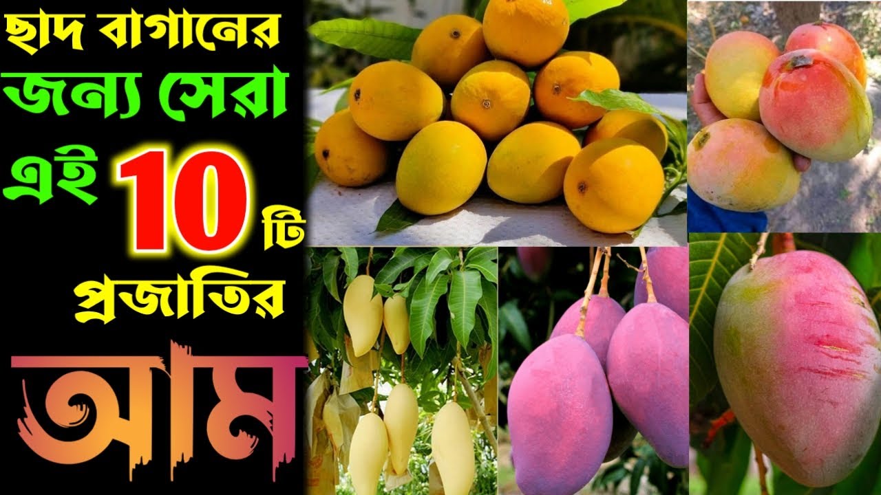 ছাদ বাগানের জন্য সবথেকে সেরা এই 10 টি ভ্যারাইটির আম গাছ 10 Best Mango varieties for rooftop garden