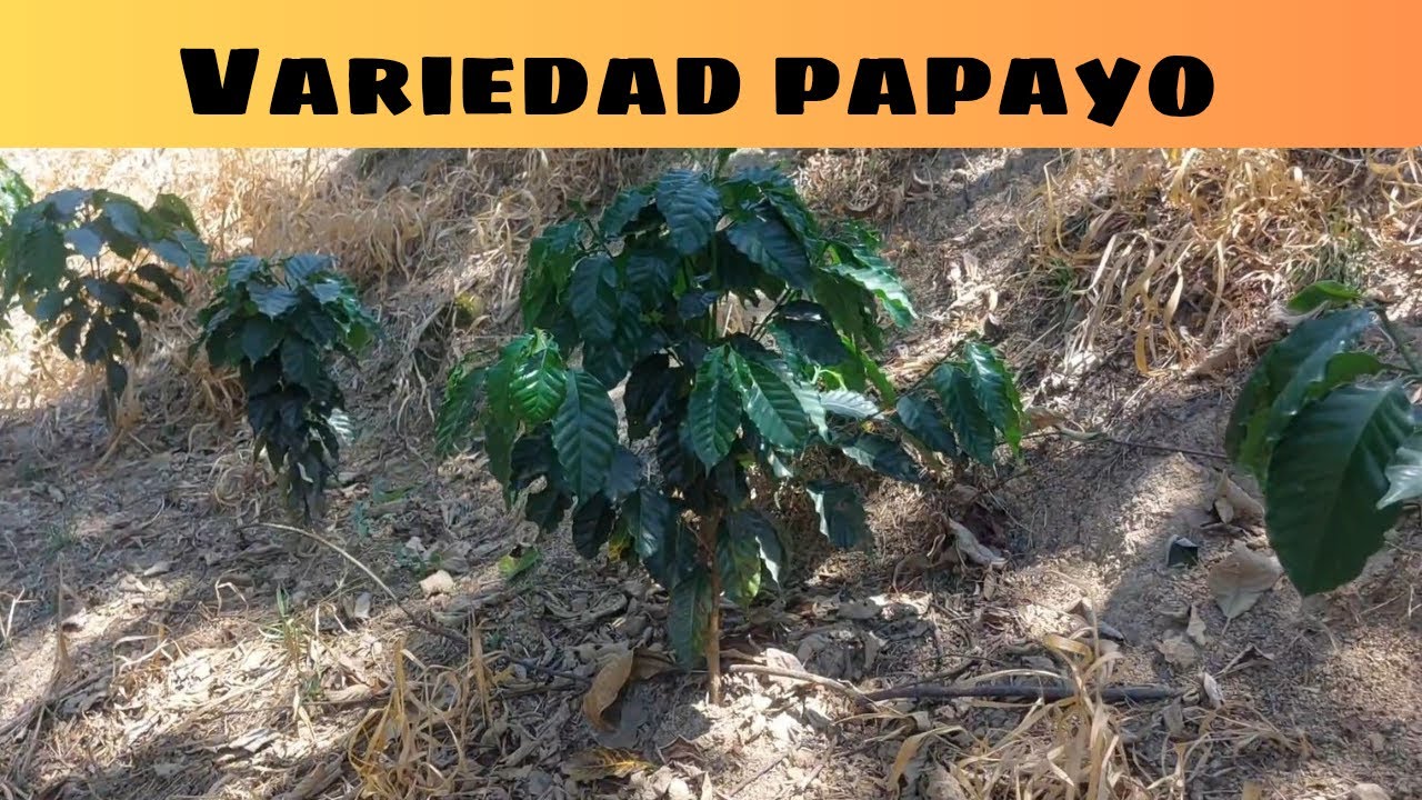 Variedad Papayo