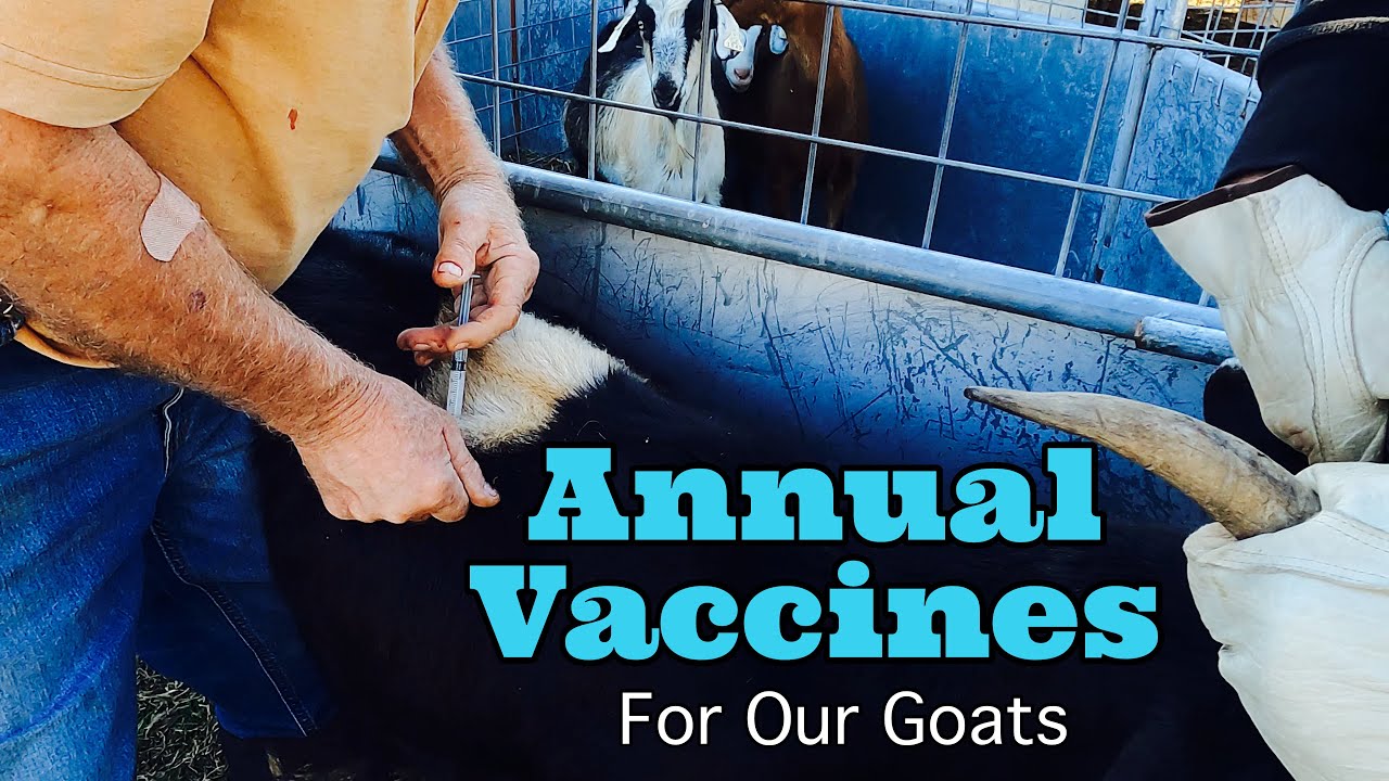 Goat Vaccine | Kiko Goats | Goat Video