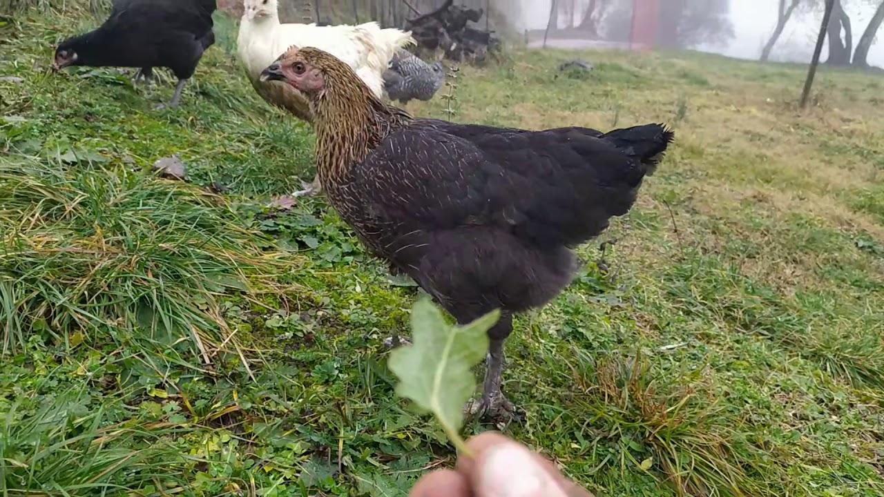 Poldo il gallo collo nudo e gallo Araucana
