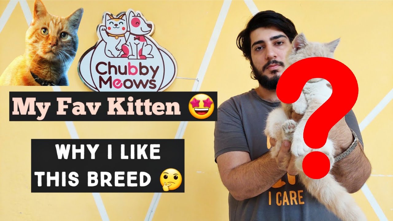 My favourite Cat 🐈 | Best Cat for Home | Benefits of short hair Cat breed