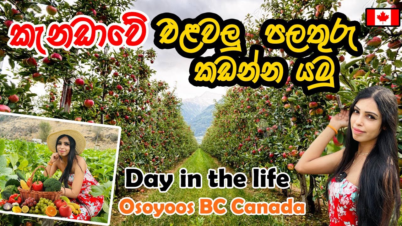 කැනඩාවේ පලතුරු එළවලු කඩන්න යමු | Fruit & vegetable picking in Canada | A day in the life in Canada