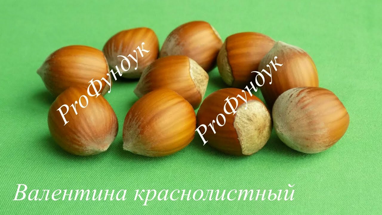 Фундук/Украина Оригинальные сорта. Видео 1. Валентина (краснолистный)