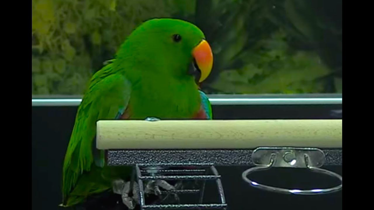 AVES - El macho de Eclectus, un loro espectacular