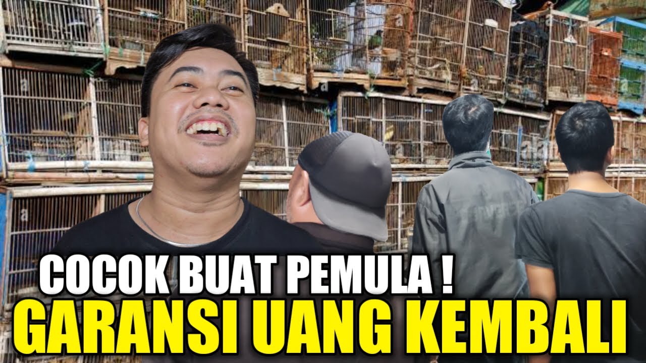 TERNYATA DISINI ! KIOS BURUNG PERTAMA YG BERANI KASIH GARANSI UANG KEMBALI COCOK BUAT PEMULA