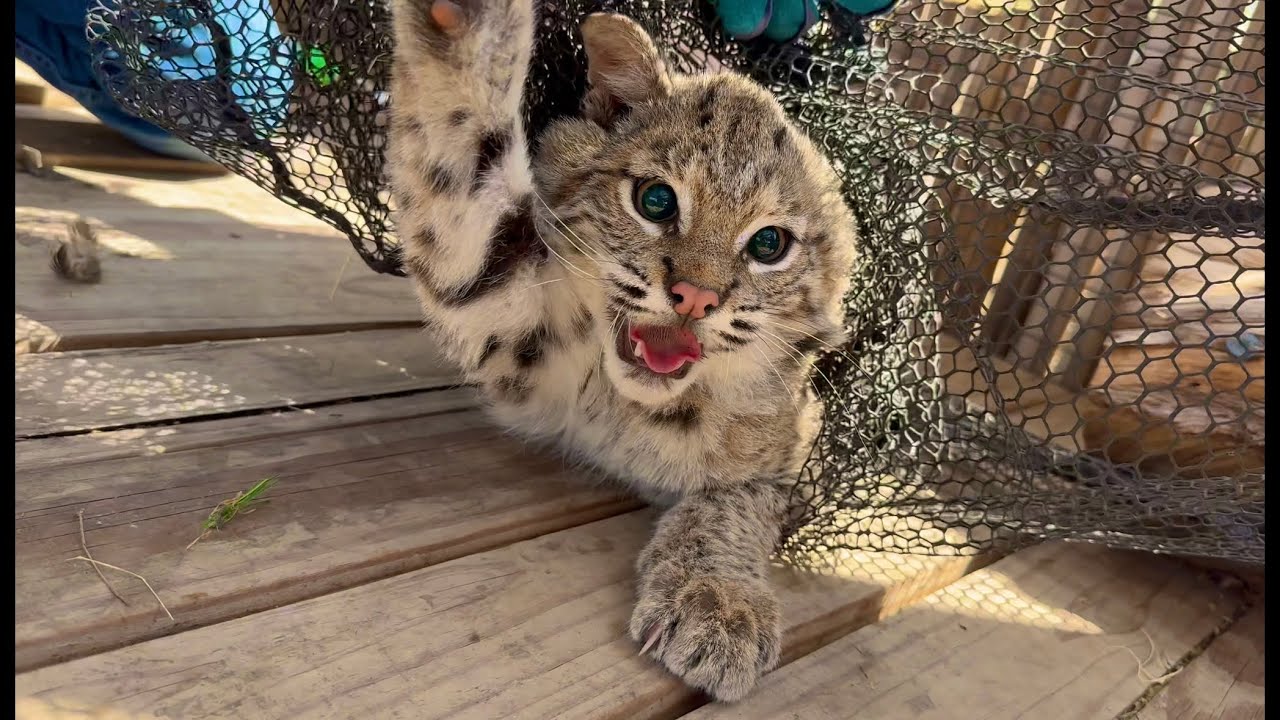 Releasing 3 Bobcats