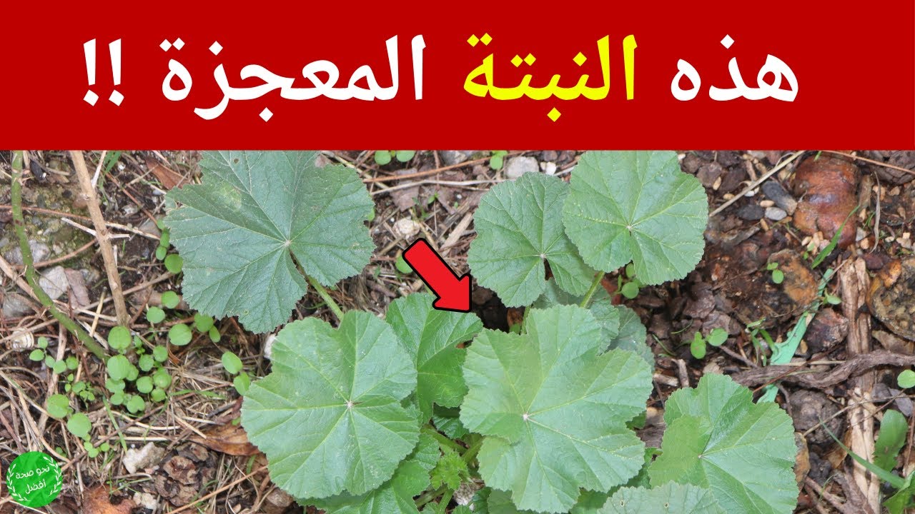 فوائد الخبيزة - هل تعلم ماذا يحدث لجسمك إذا اكلت الخبيزة؟ فوائد ستجعلك تبحث عنها!