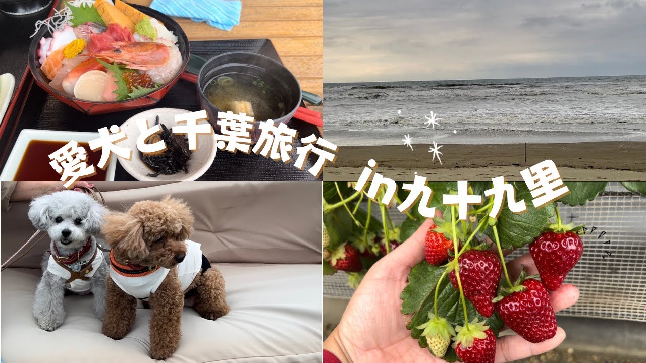 【#vlog 】愛犬と千葉旅行✨後編✨九十九里に行ったよ❤️ドゥカーレガーデンホテル