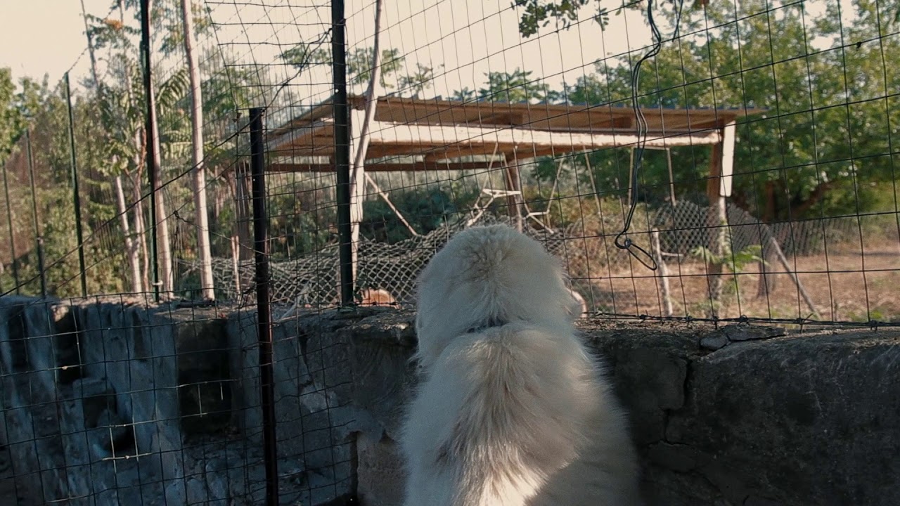 The Garden of Calabria Trailer | CPH:DOX 2020