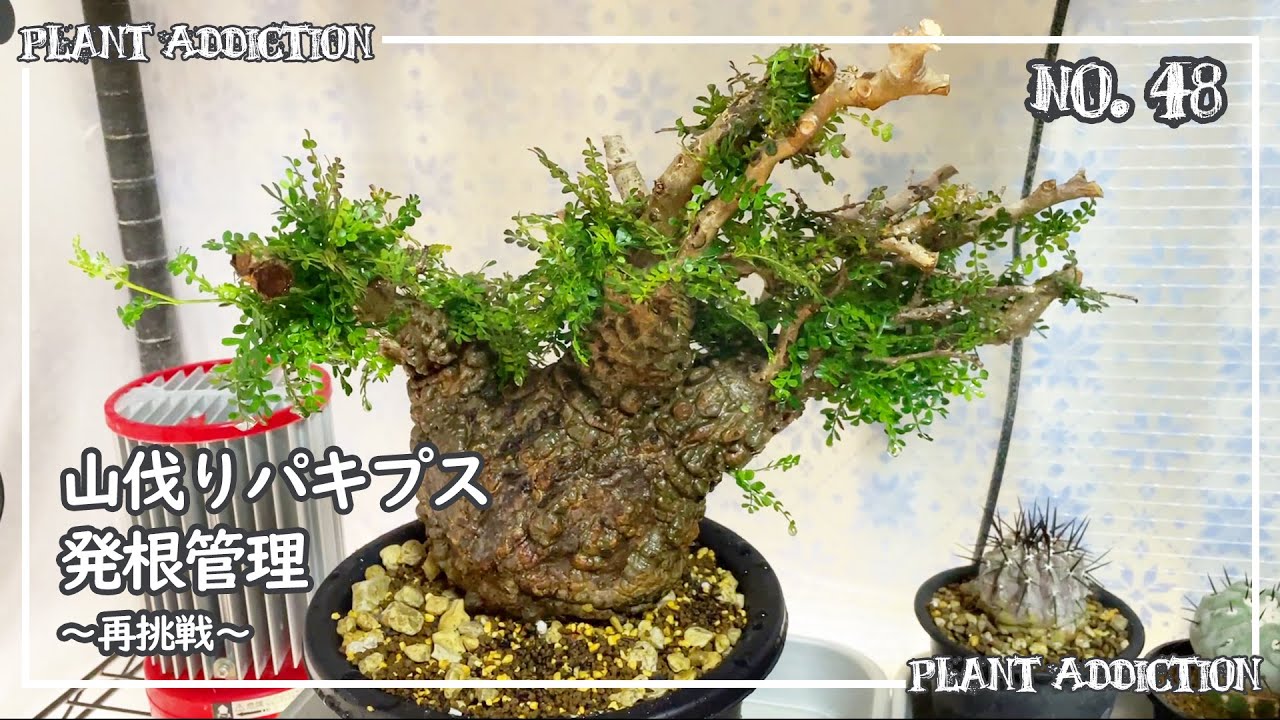 パキプス発根管理《再挑戦》|| Re-challenge on Operculicarya Pachypus Root Management No.48